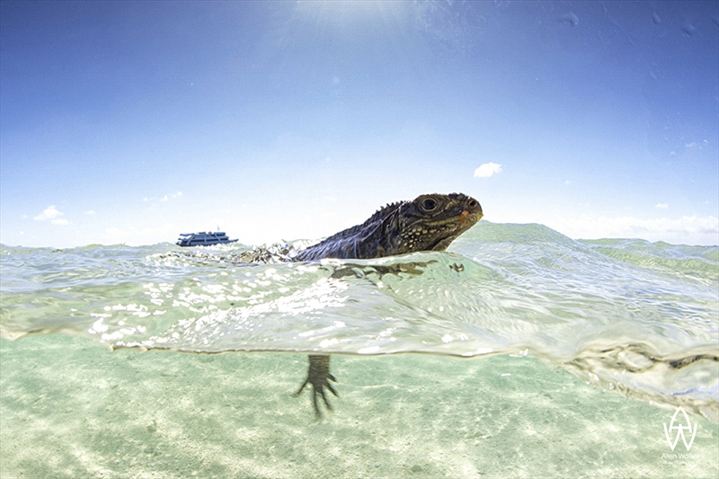 The Cuban rock iguana (Cyclura nubila), also known as the... by Allen Walker 