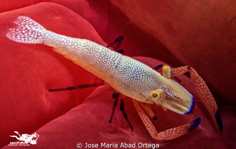 Periclimenes imperator on Spanish dancer by Jose Maria Abad Ortega 