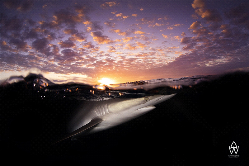 "Silky Sunset" by Allen Walker 