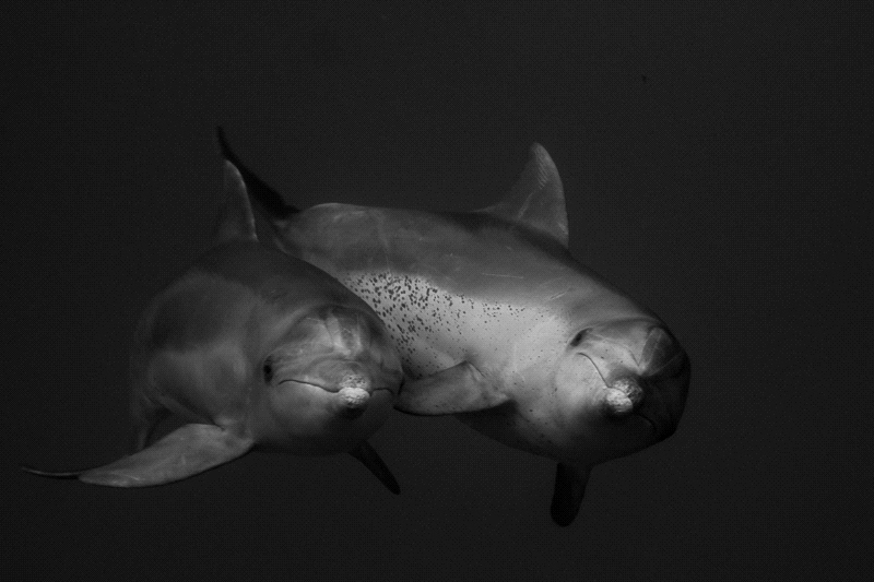 Inshore Bottlenose Dolphins by Charles Wright 