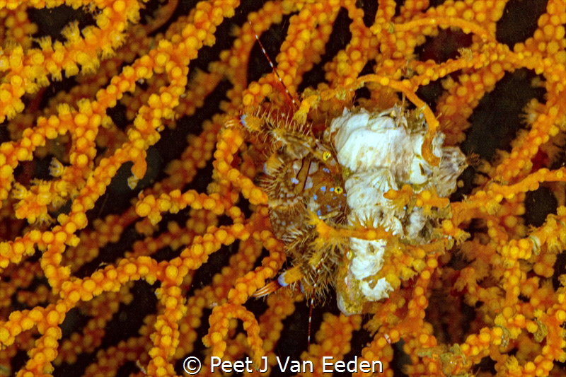 Hermit crab peeping from its home in a multicolored seafan by Peet J Van Eeden 