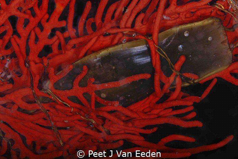 Waiting patiently. 
A shark egg  waiting for the right m... by Peet J Van Eeden 