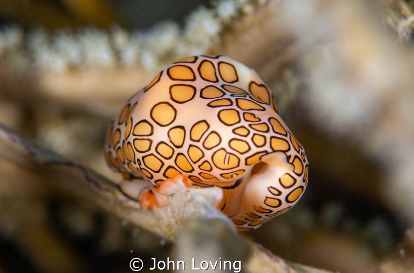 Flamingo Tounge in St Eustatia by John Loving 