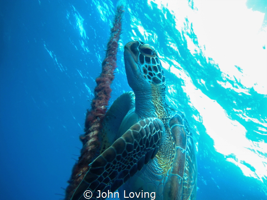 Green sea turtle on a safety stop by John Loving 