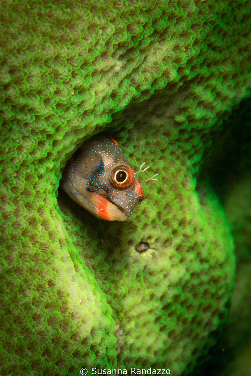 Tube blenny_Puerto Vallarta_2022
(Canon 60 mm,t1/200,f/2... by Susanna Randazzo 