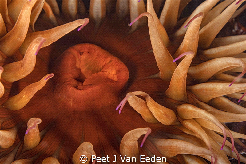 Deceptive Beauty

Sea anemone with an inviting voluptuo... by Peet J Van Eeden 