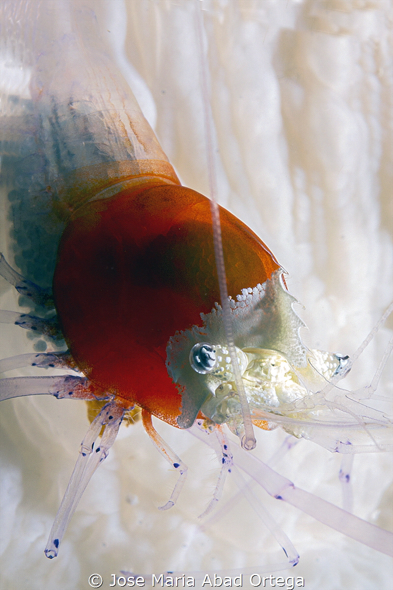 Crown Shrimp
Periclimenes koronensis/Cuapetes kororensis... by Jose Maria Abad Ortega 