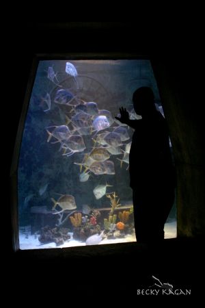 WISHING!!! Nuf said =) Took this at the Atlantis hotle in... by Becky Kagan 