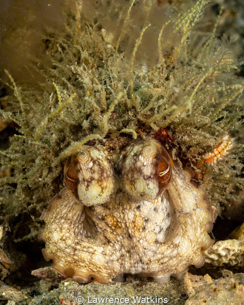 Octopus in a bottle with a fire worm friend. by Lawrence Watkins 