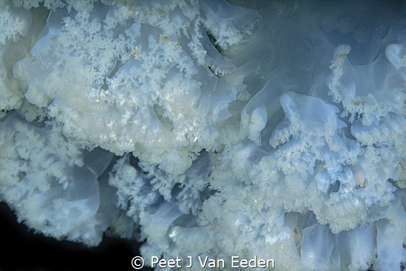 The Curtain

The beautiful oral arms of a root-mouthed ... by Peet J Van Eeden 