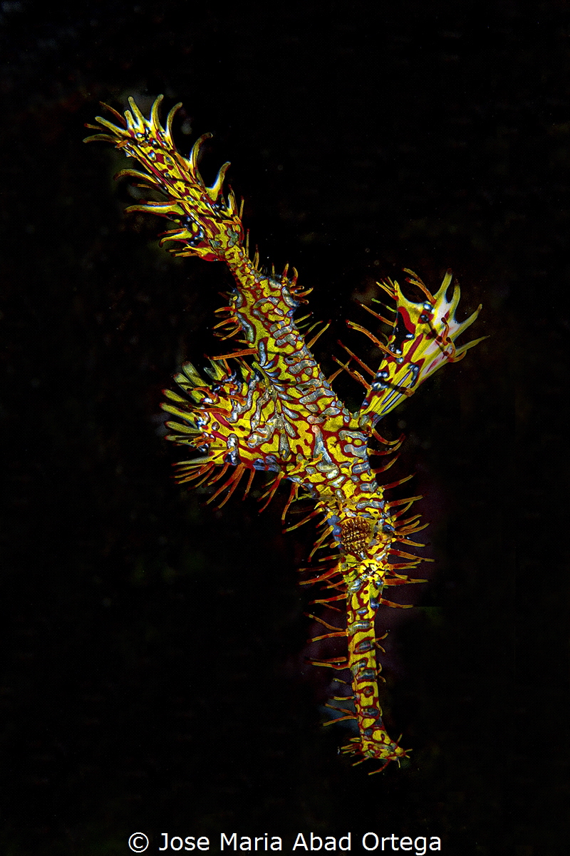 Ornate ghost pipefish or harlequin ghost pipefish Solenos... by Jose Maria Abad Ortega 