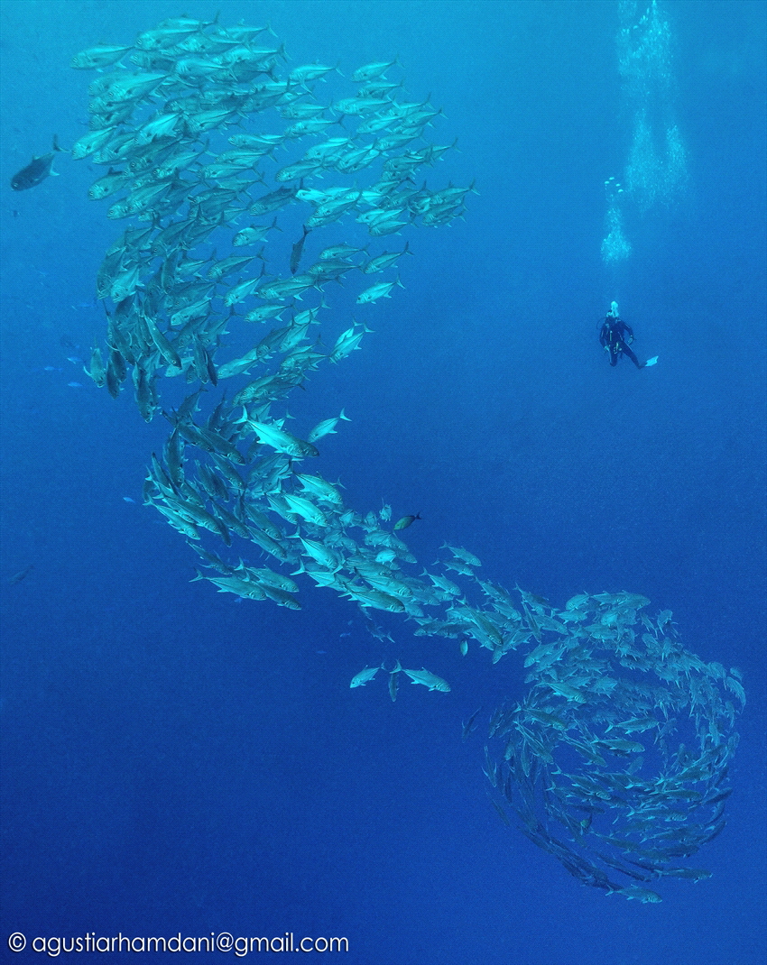 Fish Tornado by Agustiar Hamdani 