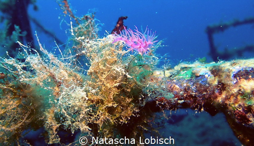 zenobia wreck by Natascha Lobisch 