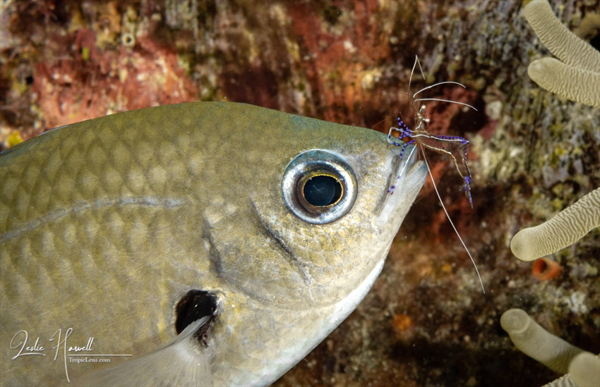 Brown Chromis with Pederson Shrimp by Leslie Howell 