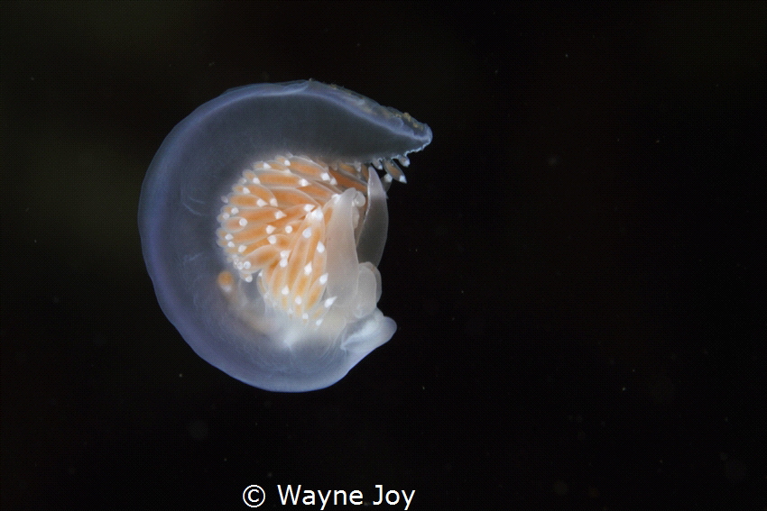 First UW photo entry ever.  Nudibranchs are my favorite m... by Wayne Joy 