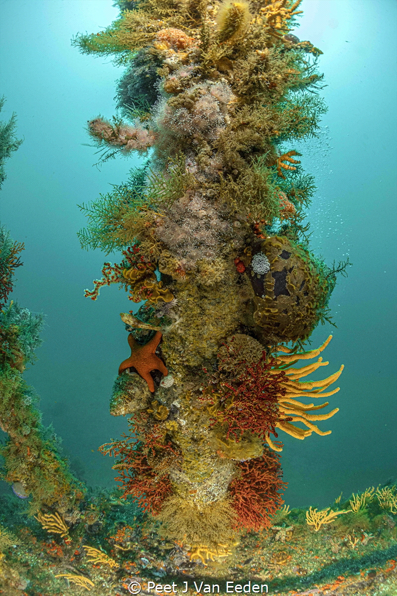Pillar of Life.

Pristine marine life covering the bare... by Peet J Van Eeden 