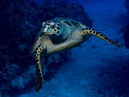 Sea Turtle, just about crashing into Camera housing dome. by Holly Heffner 