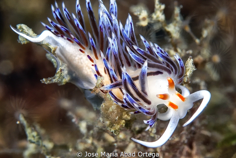 Cratena peregrina
Puerto de Mazarrón Murcia Spain by Jose Maria Abad Ortega 