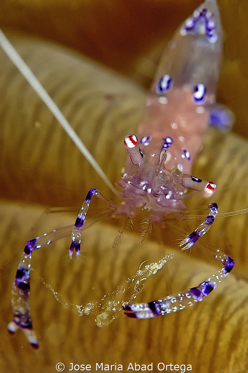 Sarasvati anemone shrimp, Ancylomenes sarasvati by Jose Maria Abad Ortega 