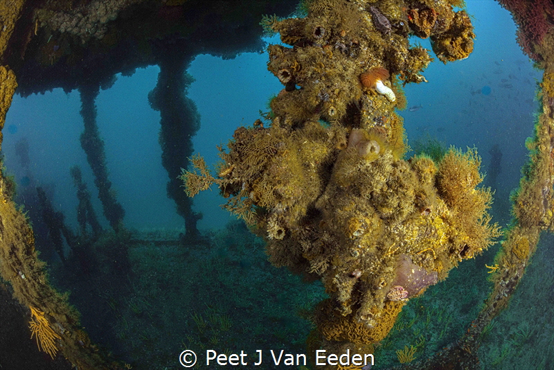 New Home
PMB is a sunken minesweeper to form an artifici... by Peet J Van Eeden 