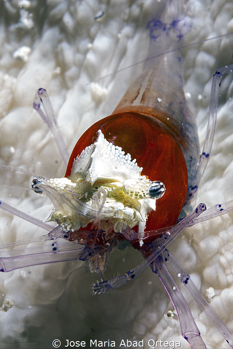 Crown Shrimp
Periclimenes koronensis/Cuapetes kororensis by Jose Maria Abad Ortega 