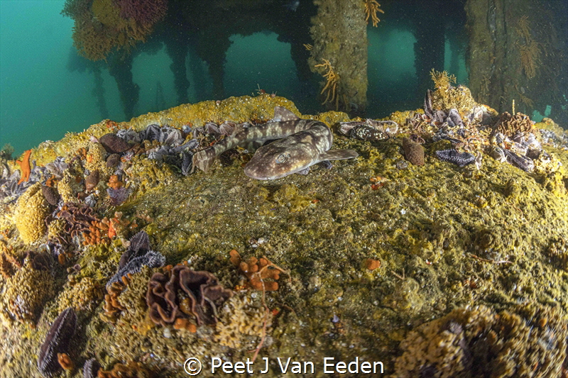 Not so shy
Curious shy shark on the PMB wreck by Peet J Van Eeden 