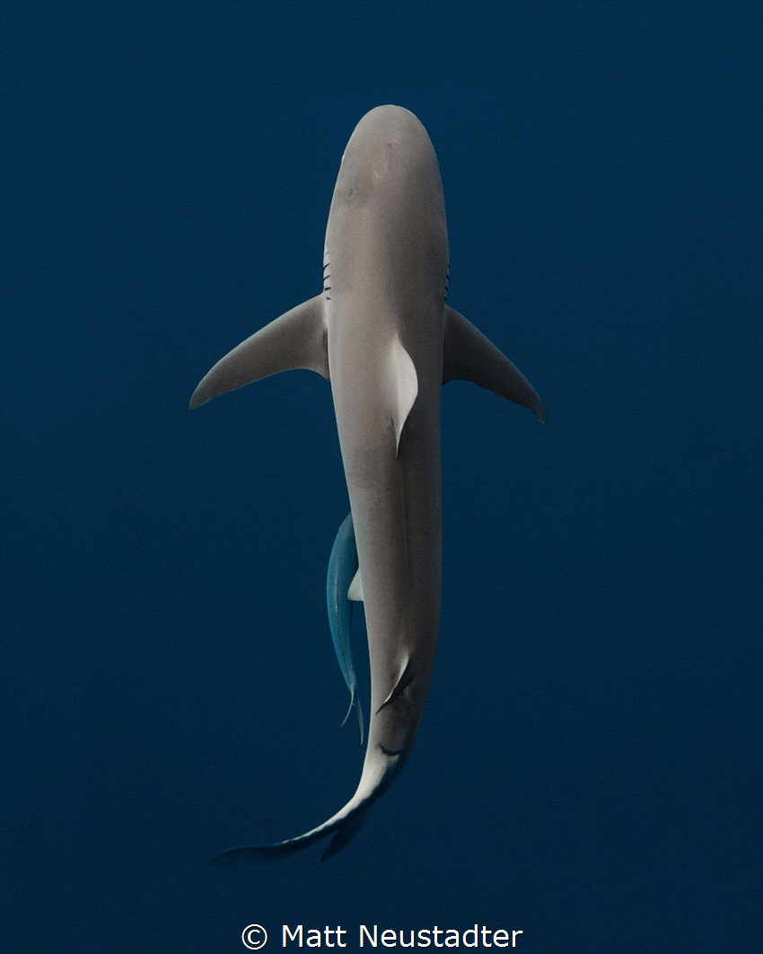 While on a freedive over a popular reef in Hawaii, a few ... by Matt Neustadter 