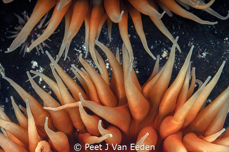 Reaching out

False plum anemones communicate with each... by Peet J Van Eeden 