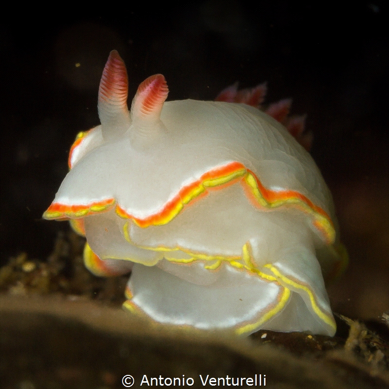 nudibranch taken in Los Arcos_Puerto Vallarta_ 2022
(Can... by Antonio Venturelli 