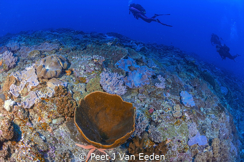 Drifting
 by Peet J Van Eeden 