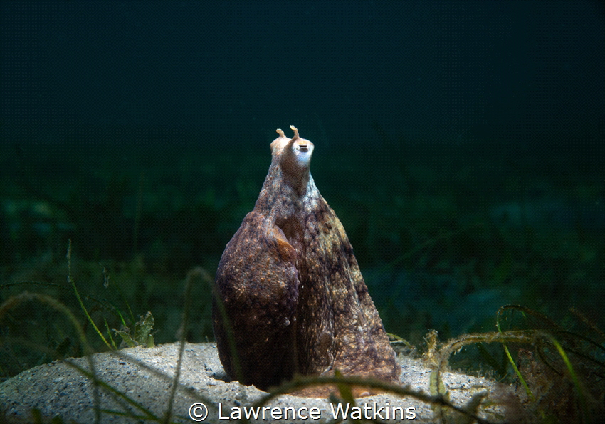 Tractor Beam engaged! Long Arm Octopus keeping an eye on ... by Lawrence Watkins 