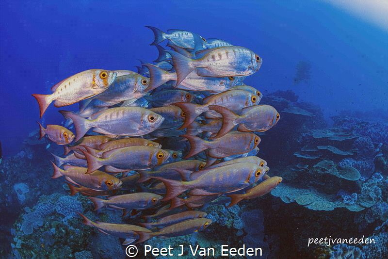 Strength in Unity by Peet J Van Eeden 