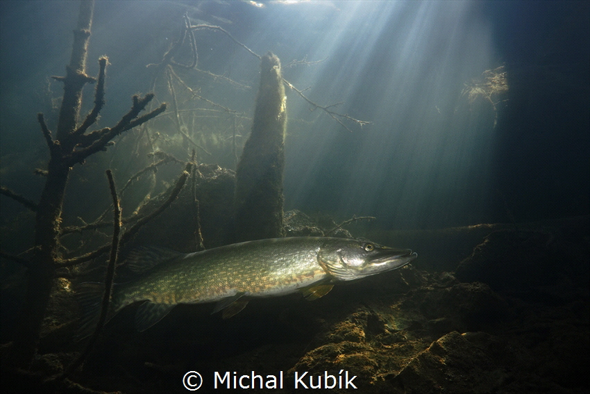 Pike (Esox lucius) by Michal Kubík 