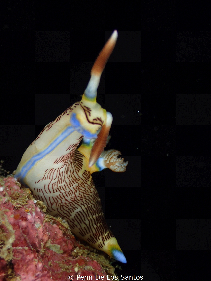 I was lucky to see this nudibranch before other divers fr... by Penn De Los Santos 