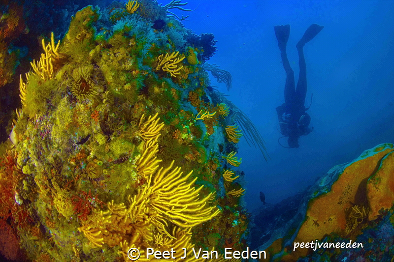 Colorful Boat Rock Dive Site near Simons Town, South Africa by Peet J Van Eeden 
