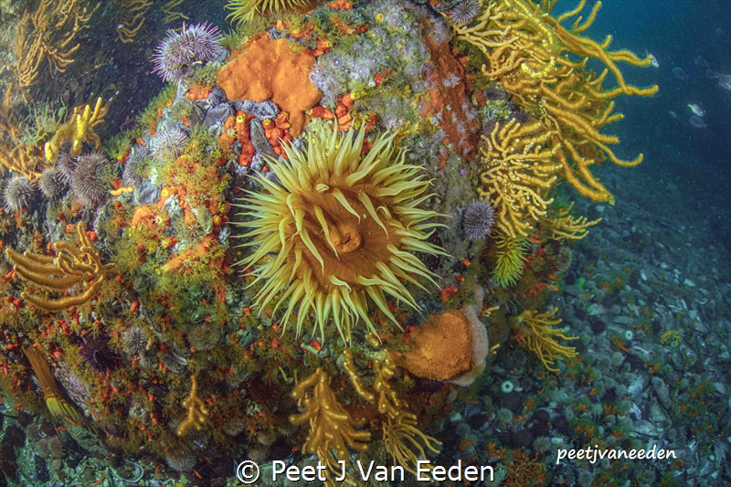 I can't promise you a Rose garden, but this is better by Peet J Van Eeden 