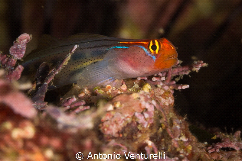 Red head goby( Elacatinus puncticulatus)_P.V._ 2022
(Can... by Antonio Venturelli 