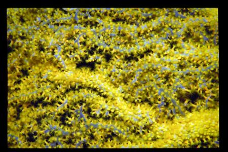 Foto is taken during a dive in the adriatic sea with a ni... by Andy Kutsch 