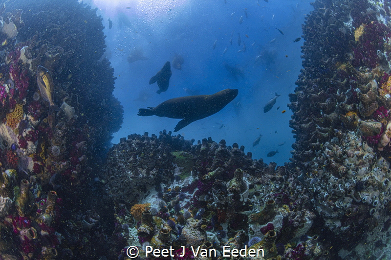 A window to the sun

 by Peet J Van Eeden 