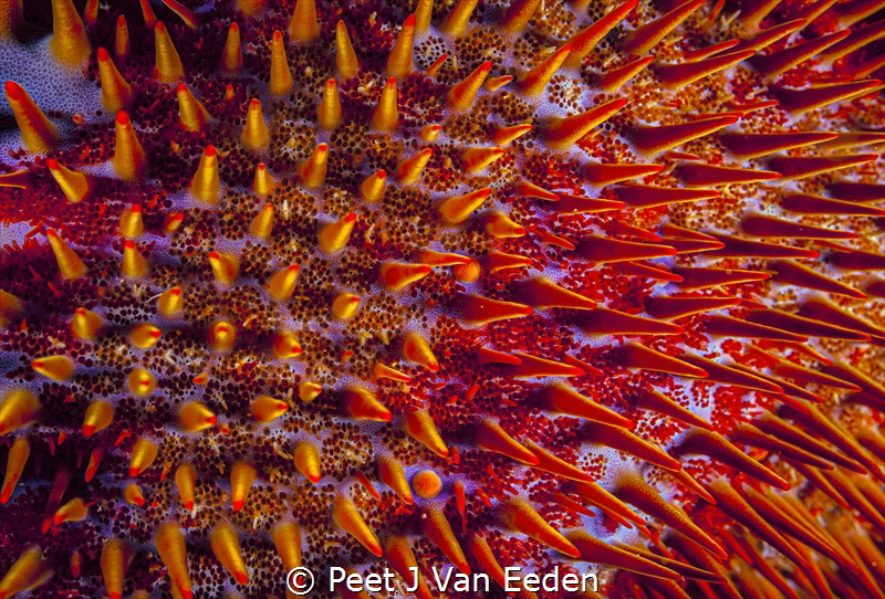 Thorny Destructor by Peet J Van Eeden 