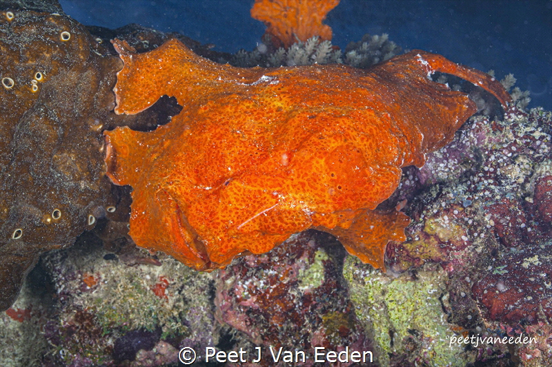 Almost human like

Brightly colored frogfish by Peet J Van Eeden 