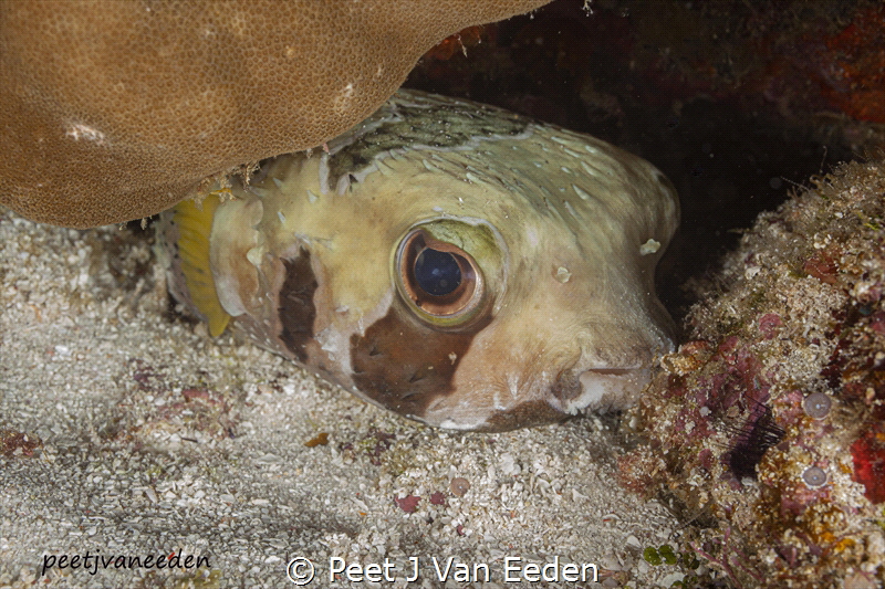 Sad Face by Peet J Van Eeden 