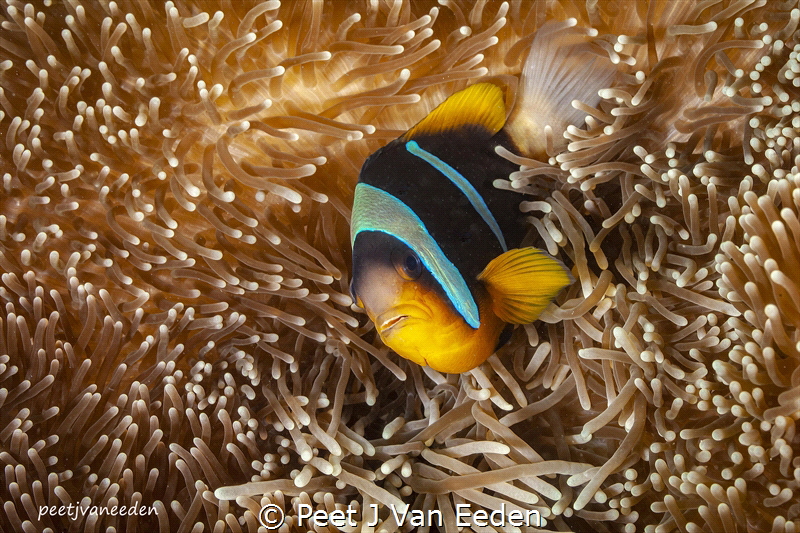 Fiercely protecting its home by Peet J Van Eeden 