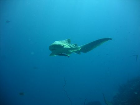 Leopard Shark, Koh Phi Phi, Thailand. Taken with Canon A95 by Katie Dann 