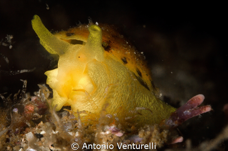 Tylodina perversa nudibranch_P.V._2022
(Canon 100mm,t1/2... by Antonio Venturelli 