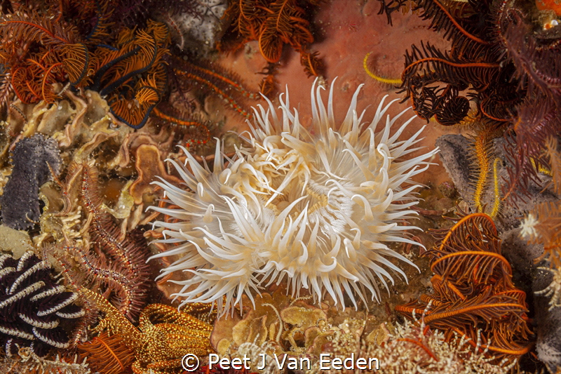 A study in art by Peet J Van Eeden 