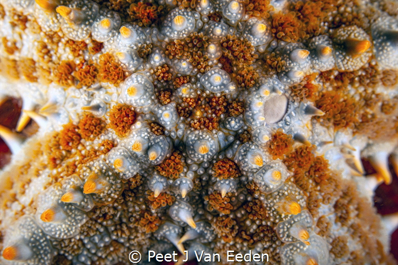 The armour of a seastar by Peet J Van Eeden 