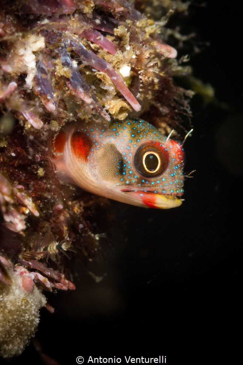 Mexican tube blenny looking out from its lair_2022
(Cano... by Antonio Venturelli 