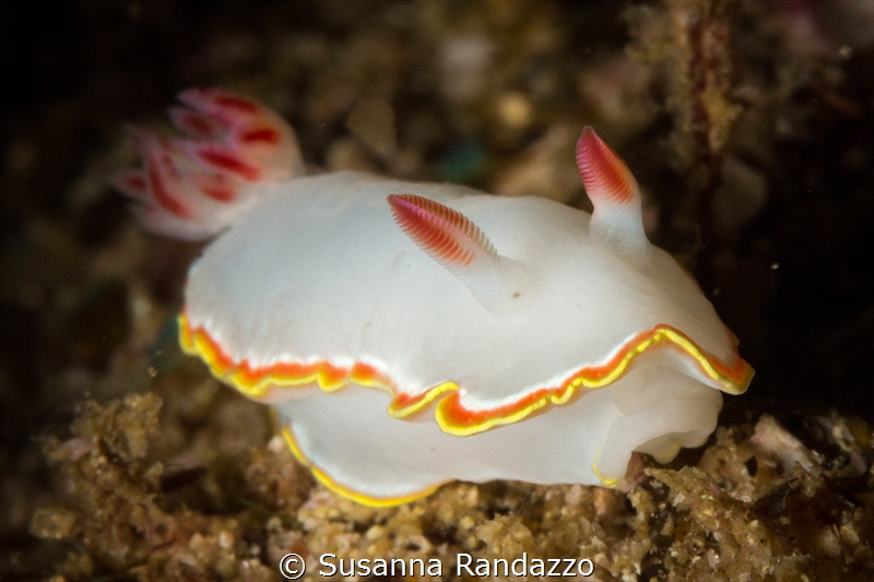 Doriprismatica sedna nudibranch_2022
(Canon60 mm, t1/200... by Susanna Randazzo 