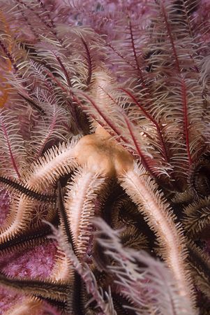 Black brittle star in celtic feather
stars. Scotland. D2... by Derek Haslam 